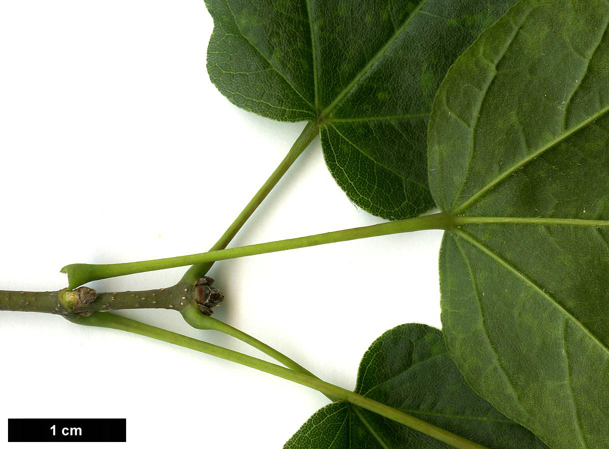 High resolution image: Family: Sapindaceae - Genus: Acer - Taxon: ×bornmuelleri (A.campestre × A.monspessulanum)